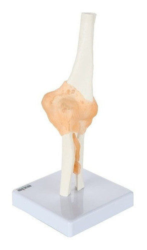 Modelo Anatomico Del Codo Humano Con Ligamentos Tamaño Real 0
