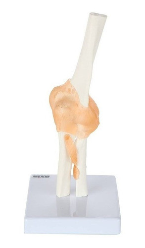 Modelo Anatomico Del Codo Humano Con Ligamentos Tamaño Real 1