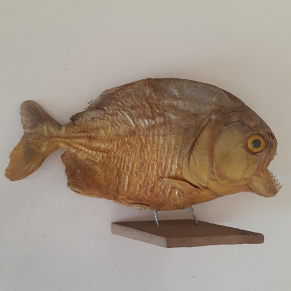 Artesanias Tipo De Piraña 1