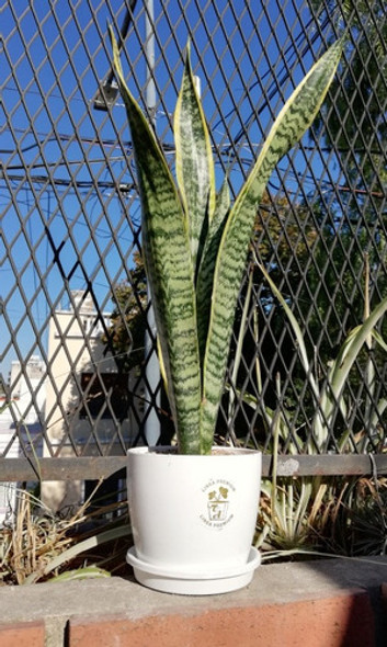 Sansevieria Espada De San Jorge + Maceta Premium 1