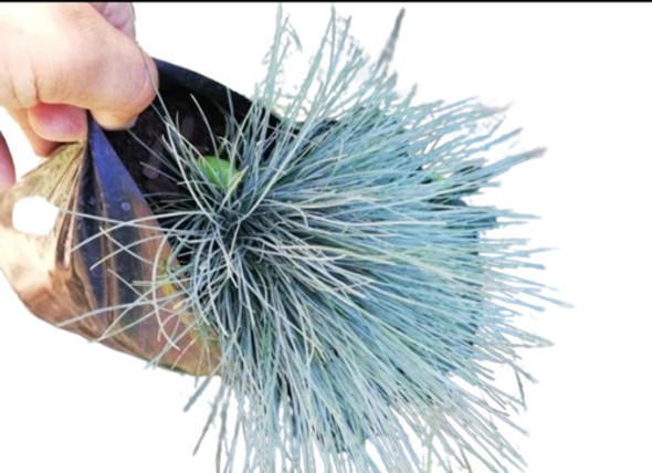Planta Festuca Glauca 0 Planta Festuca Glauca 0