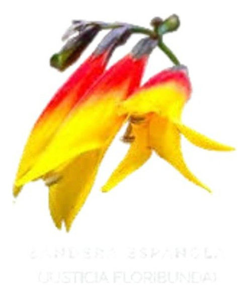 Bandera Española Justicia Floribunda Planta Nativa 0 Bandera Española Justicia Floribunda Planta Nativa 0