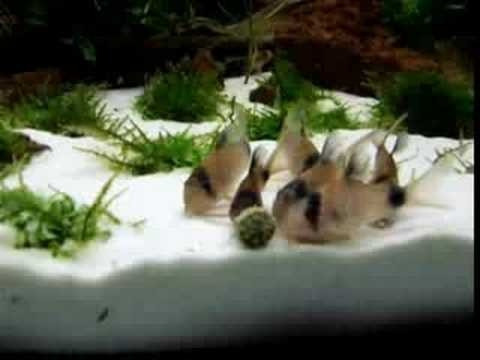 Coridora Panda Surtida Promocion En Mundo Acuatico 1