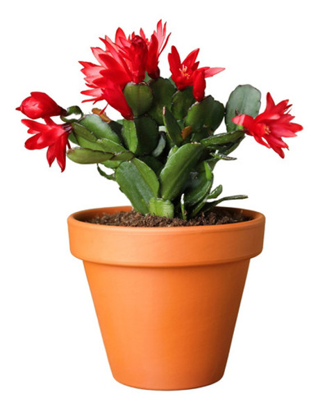 Planta De Cangrejito 0 Planta De Cangrejito 0