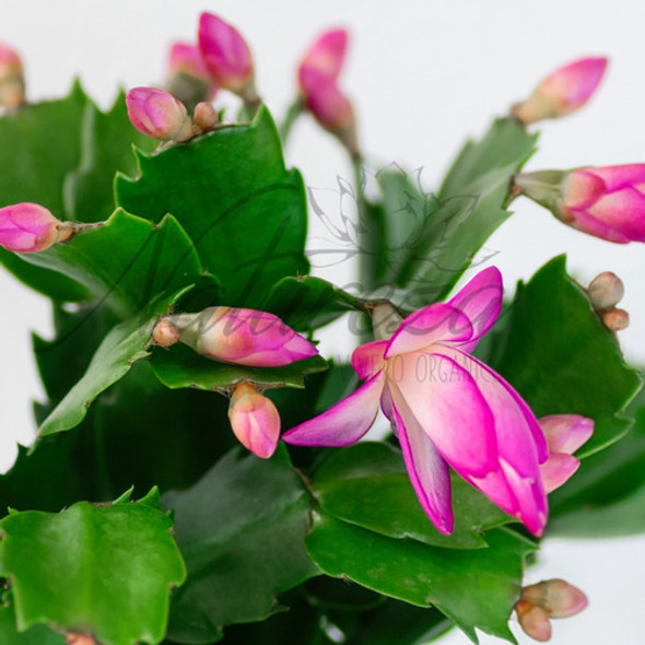 Planta De Cangrejito 1 Planta De Cangrejito 1