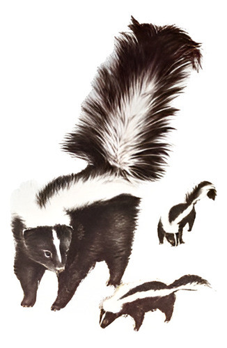 Zorrillo Y Crias - Ilustración 1976 - Lámina 45x30 Cm. 0
