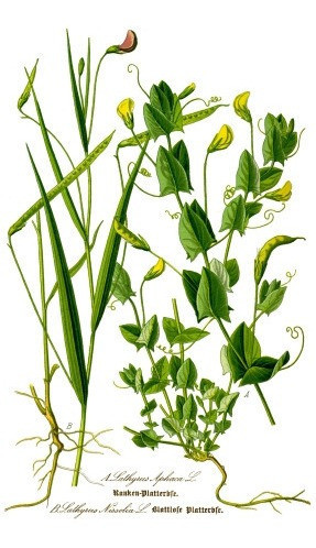 Lathyrus - Botánica - Otto Wilhelm Thomé - Lámina 45x30 Cm. 0