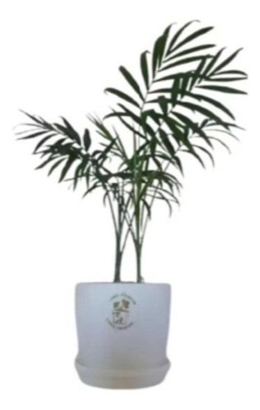 Palmera Chamadorea + Maceta Plástica Premium N12 + Plato 0 Palmera Chamadorea + Maceta Plástica Premium N12 + Plato 0