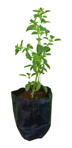 Kit - 6 Mudas Plantas Medicinais - Diversas + Manual 0 Kit - 6 Mudas Plantas Medicinais - Diversas + Manual 0