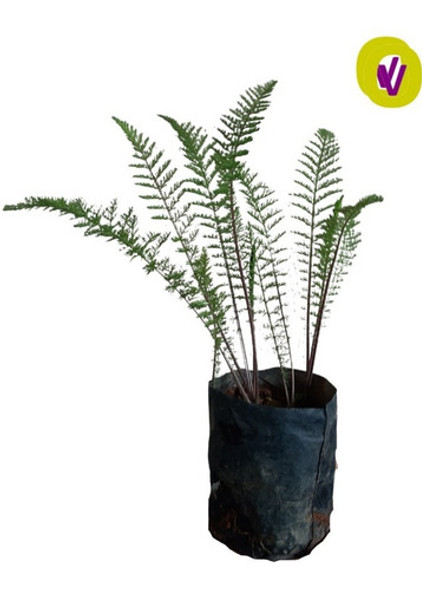 Kit - 6 Mudas Plantas Medicinais - Diversas + Manual 1 Kit - 6 Mudas Plantas Medicinais - Diversas + Manual 1