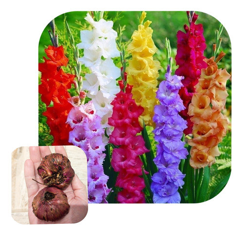 Bulbos De Gladiolos, Importados De Europa. Cant X10 0