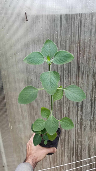 Orégano Orejón, Plantin !!! 1