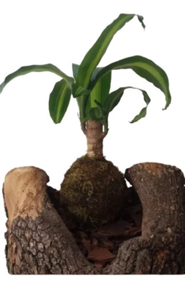 Planta Kokedama Decoración 0