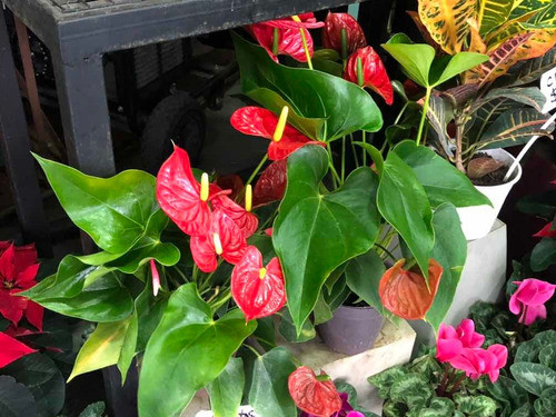 Anthurium 1