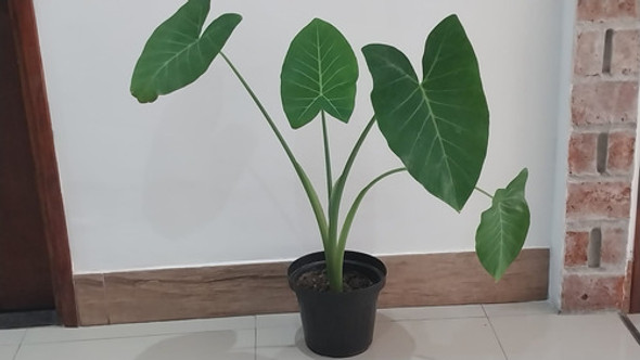 Planta Oreja De Elefante 1
