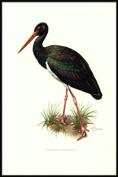 Cigueña Negra - Aves Migratorias - Lámina 45x30 Cm. 0 Cigueña Negra - Aves Migratorias - Lámina 45x30 Cm. 0