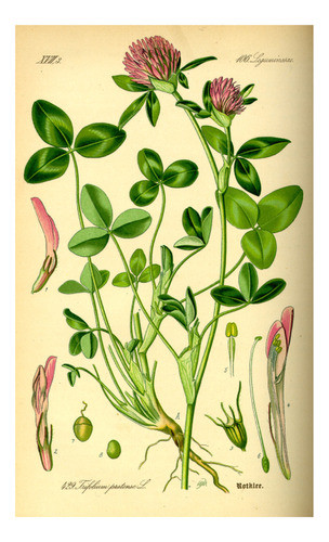Trebol Rojo - Botánica - Otto Wilhelm Thomé - Lámina 45x30cm 0