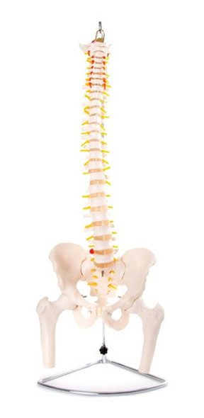 Columna Vertebral Y Femur, Material Didactico, J3c119126 0
