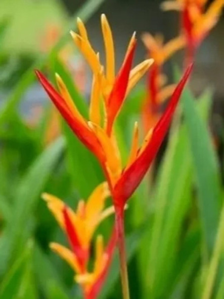Helicônia Pisitacorum (bulbos) 0