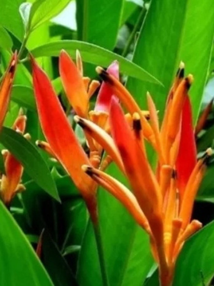 Helicônia Pisitacorum (bulbos) 1