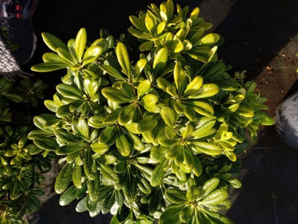 Planta Arbusto De Azarero Compacto Pittosporum 0 Planta Arbusto De Azarero Compacto Pittosporum 0