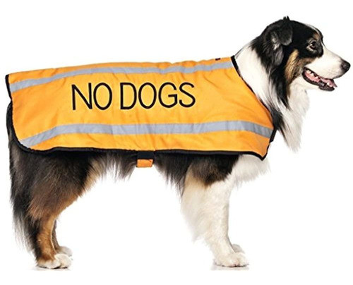No Perros Naranja No Bien Con Otros Perros Calido Perro Abr 0