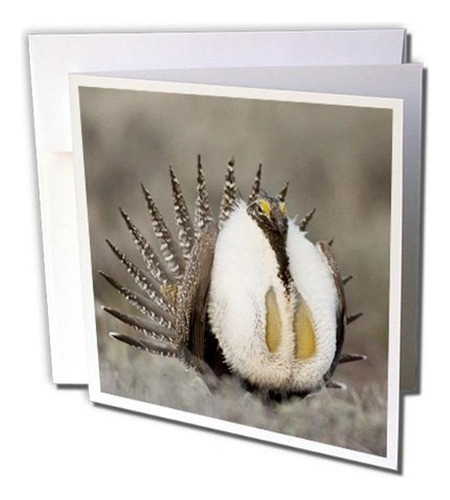 Greater Sage Grouse Foster Flats Oregon Rick A. Brown 0