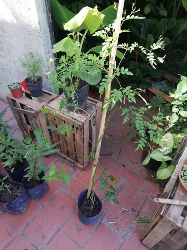 Planta Jazmín Del Pais 1