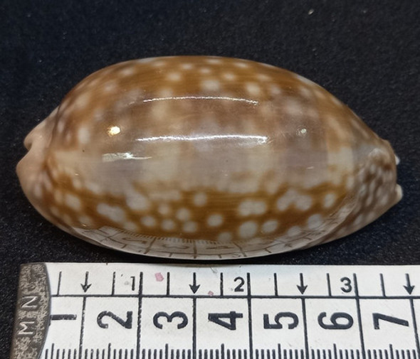 Caracol Marino Concha Buzios Macrocypraea Zebra Pecera Baño 1