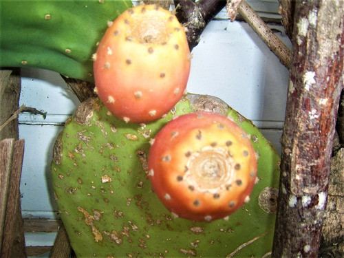 Nopal Opuntia Sin Espinas Tuna Vivero Cielo Verde Orgánico 1