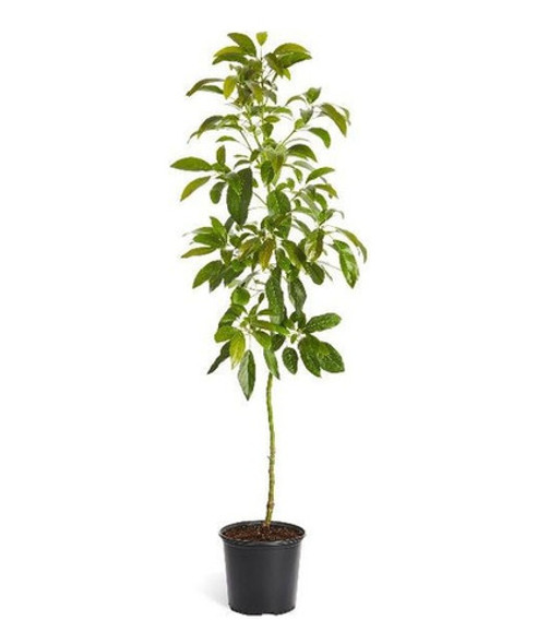 Árbol De Palta 0
