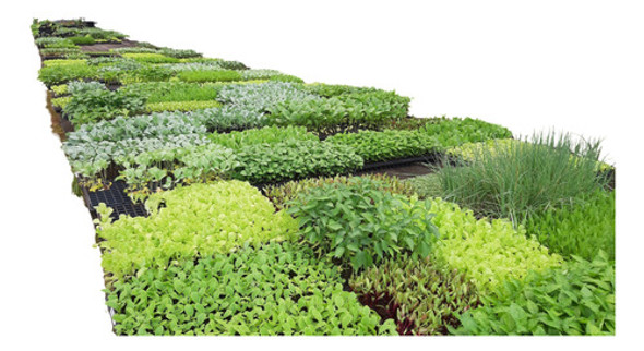 Kit - 15 Mudas De Rúcula - Hortaliças + Manual De Plantio 0 Kit - 15 Mudas De Rúcula - Hortaliças + Manual De Plantio 0