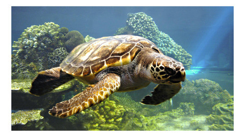 Tortuga Marina En El Oceano - Poster Lamina 45 X 30 Cm. 0