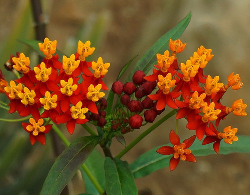 Flor De Sangre Asclepias Curassavica Planta Atrae Mariposas 1