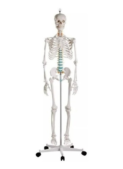 Modelo Anatomico Del Esqueleto Humano Tamaño Real 175cm 0