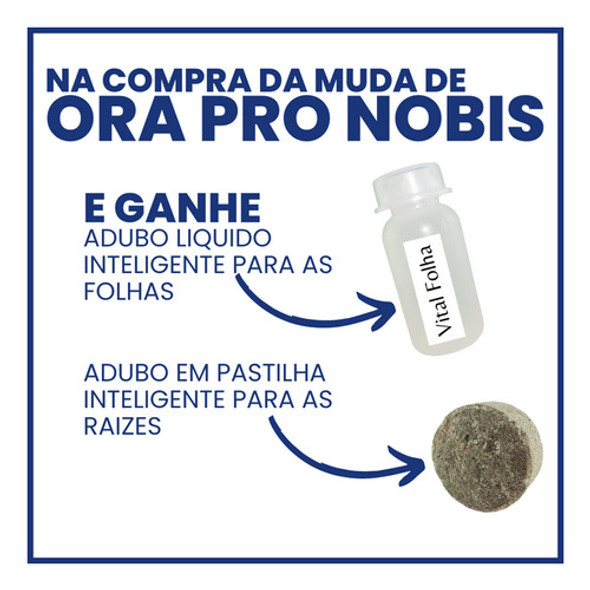 Verdadeira Orapornos | Ora Pro Nobis Flor Branca Pode Comer 1
