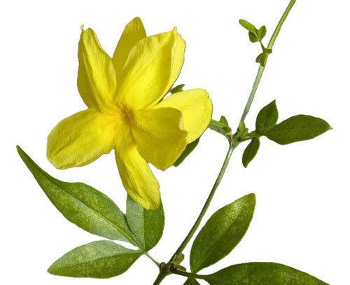 Jazmin Amarillo ( Jazminum Meznyi). En 3 Litros.altura 90 Cm 0