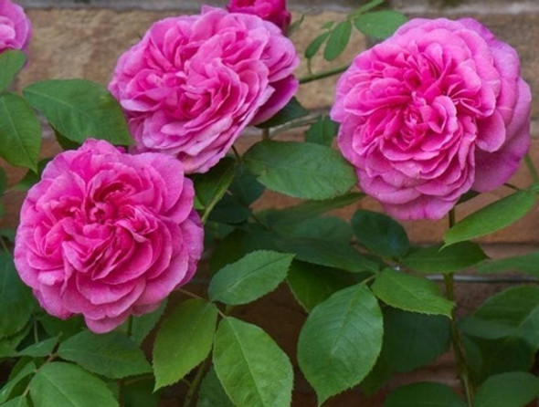 Planta Rosal Rosa Inglesa Gertrude Jekyll 0