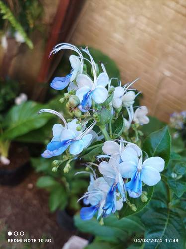 Arbusto Mariposa Azul Envío Gratis 1