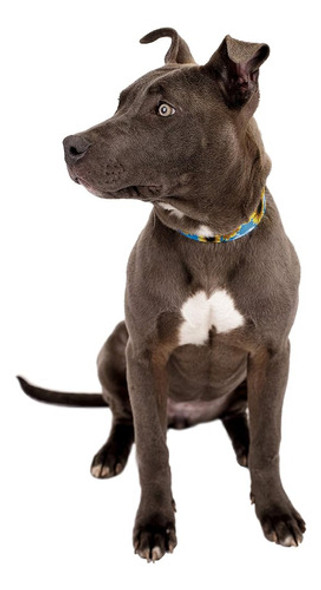 Country Brook Petz - Collar Para Perros Deluxe Sunflowers - 1 Country Brook Petz - Collar Para Perros Deluxe Sunflowers - 1