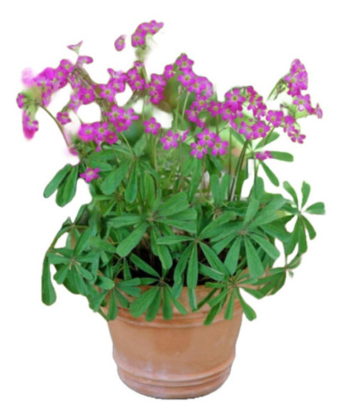 Bulbos De Oxalis Lasiandra X5 Bulbos Imp Holanda 0