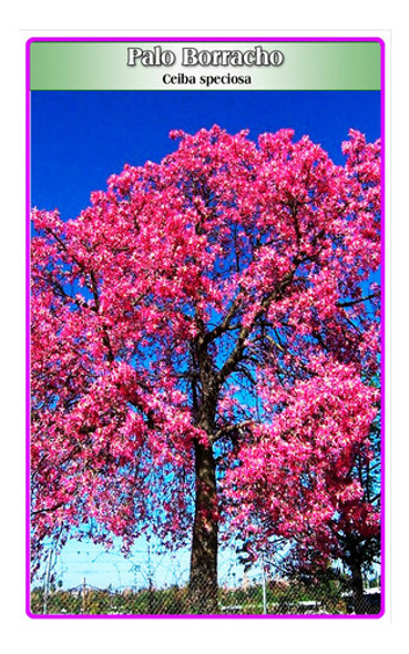 Semillas De Palo Borracho (ceiba Speciosa) 0