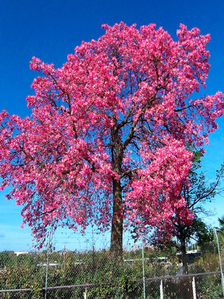 Semillas De Palo Borracho (ceiba Speciosa) 1