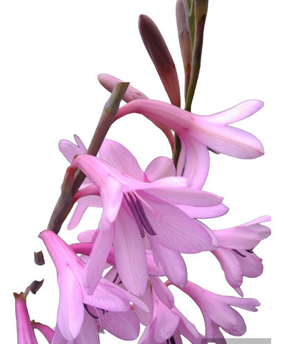 4bulbos De Watsonia Rosada, Banderitas 0