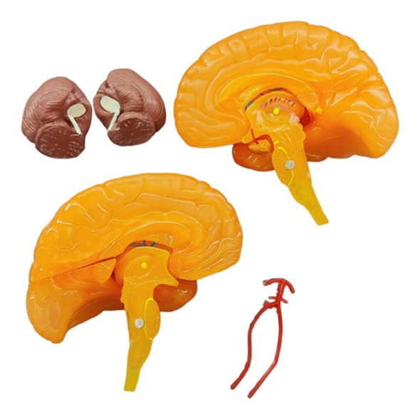 Modelo Del Cerebro, Disectible En 9 Partes. 1