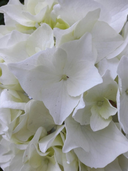 Vivero Cielo Verde Orgánico  Hortensia Arborescens Annabelle 0