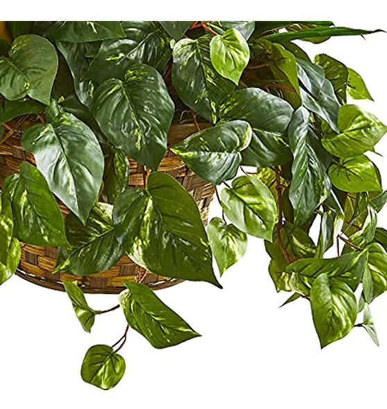 Casi Natural De 31 Pulgadas. Bromeliad & Pothos Cesta Colgan 1