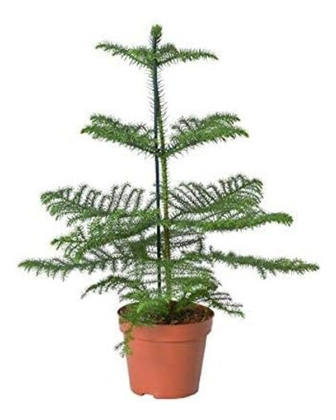 Araucaria Excelsa 0