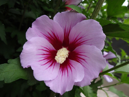 Plantin Rosa De Siria. Suspiro. 1