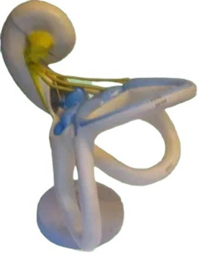 Laberinto Auditivo, Material Didactico Para Enseñanza, 7015 0